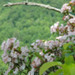 Native Flowers